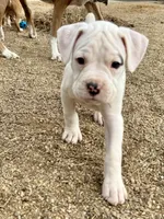 Bruiser, a male Boxer for sale in Castle Rock, CO – Photo 4 of 5