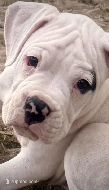 Bruiser – Boxer puppy for sale in Castle Rock, CO