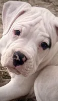Bruiser, a male Boxer for sale in Castle Rock, CO – 2 of 6