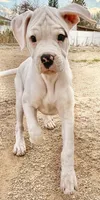 Bruiser, a male Boxer for sale in Castle Rock, CO – 4 of 6