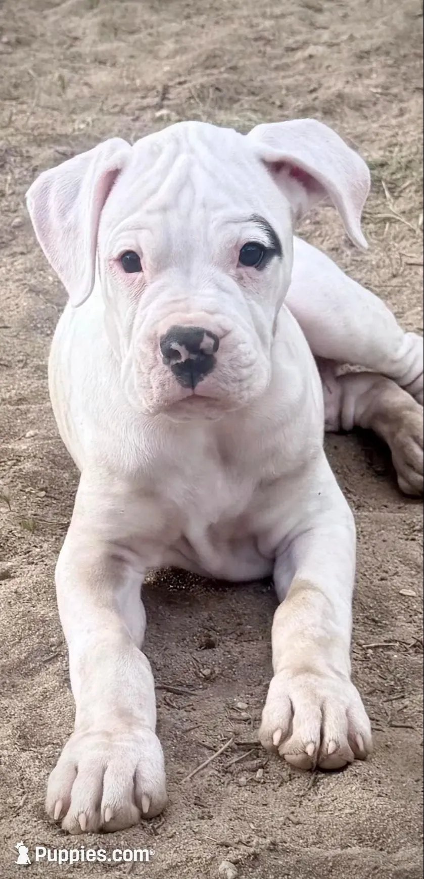 Bruiser, a male Boxer for sale in Castle Rock, CO – 3 of 6