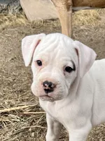 Bruiser, a male Boxer for sale in Castle Rock, CO – Photo 3 of 5
