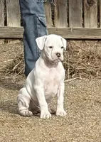 Bruiser, a male Boxer for sale in Castle Rock, CO – Photo 2 of 5