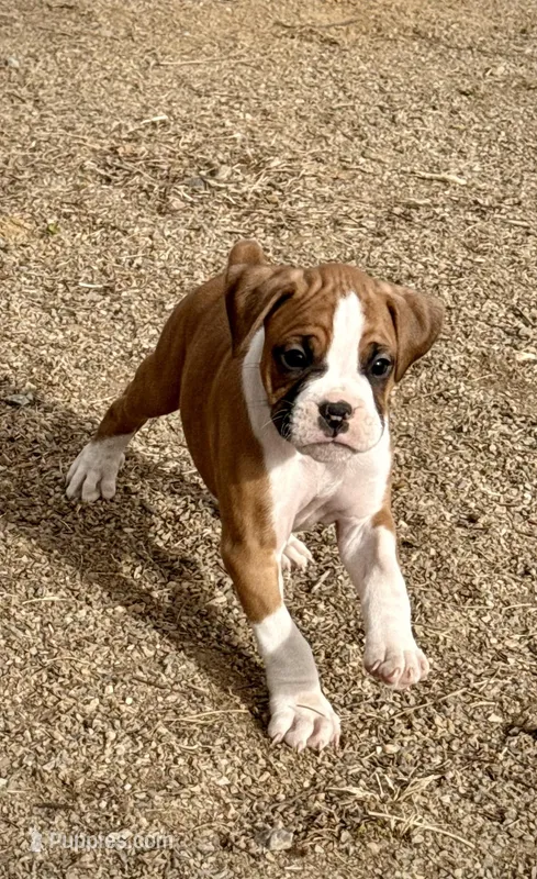 Boxer Puppy 1 – Boxer puppy on hold in Castle Rock, CO