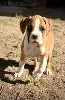 Boxer Puppy 1, a male Boxer for sale in Castle Rock, CO – Photo 3 of 4
