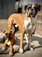 Beastie, a male Boxer for sale in Castle Rock, CO – Photo 3 of 4