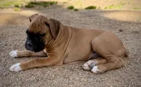Beastie, a male Boxer for sale in Castle Rock, CO – 5 of 5