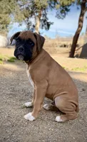 Beastie, a male Boxer for sale in Castle Rock, CO – 2 of 5