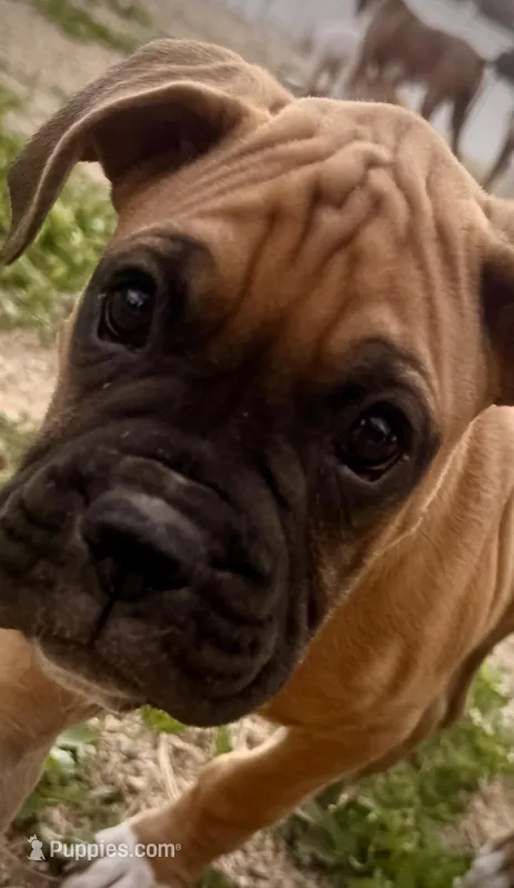 Beastie – Boxer puppy for sale in Castle Rock, CO
