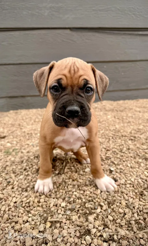 Beastie – Boxer puppy for sale in Castle Rock, CO
