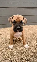Beastie, a male Boxer for sale in Castle Rock, CO – Photo 1 of 4