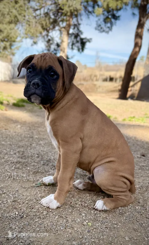 Beastie – Boxer puppy for sale in Castle Rock, CO