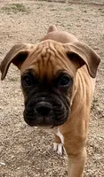 Beastie, a male Boxer for sale in Castle Rock, CO – 3 of 5