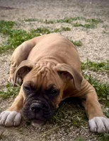Beastie, a male Boxer for sale in Castle Rock, CO – 4 of 5