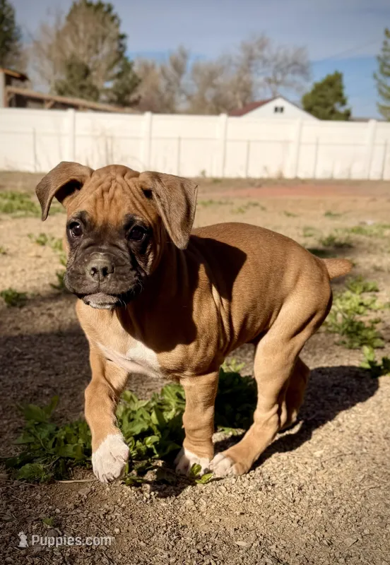 Beastie – Boxer puppy for sale in Castle Rock, CO