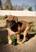 Beastie, a male Boxer for sale in Castle Rock, CO – 1 of 5