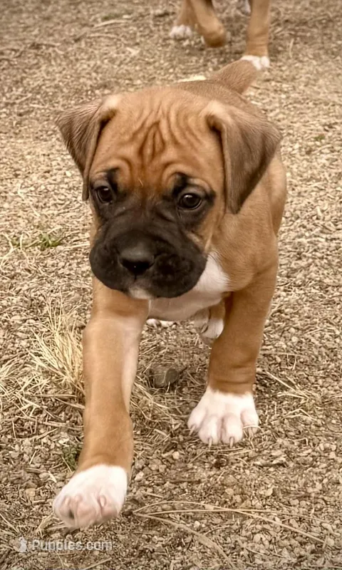 Beastie 1 – Boxer puppy for sale in Castle Rock, CO