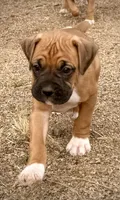 Beastie 1, a male Boxer for sale in Castle Rock, CO – Photo 1 of 4