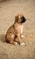 Beastie 1, a male Boxer for sale in Castle Rock, CO – Photo 2 of 4