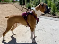 Beastie 1, a male Boxer for sale in Castle Rock, CO – Photo 4 of 4