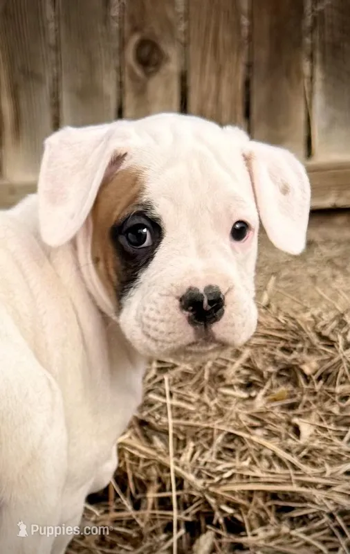 Marco – Boxer puppy for sale in Castle Rock, CO