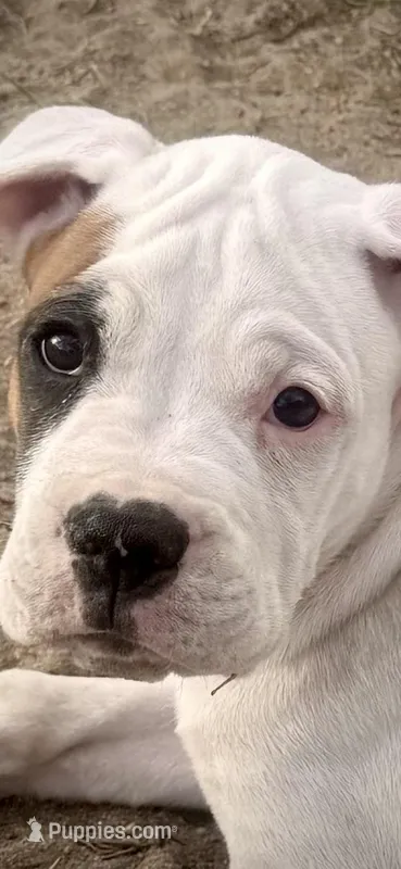 Marco – Boxer puppy for sale in Castle Rock, CO