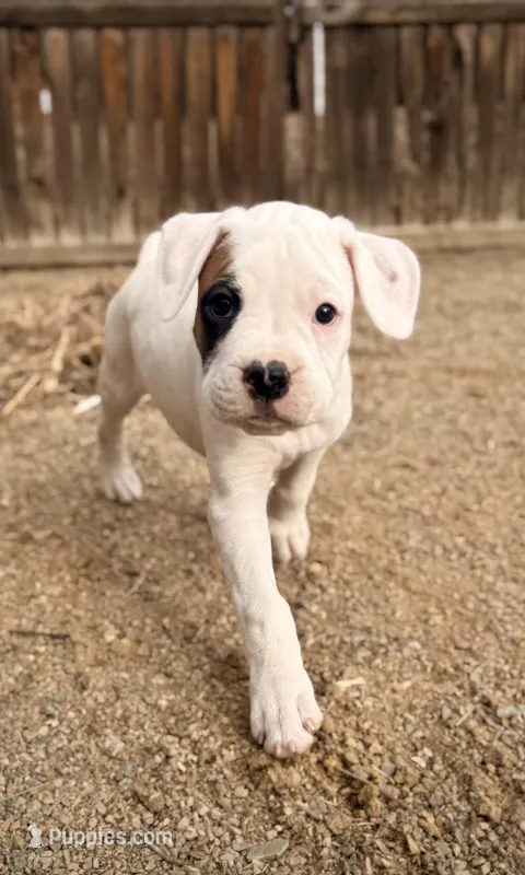 Marco – Boxer puppy for sale in Castle Rock, CO