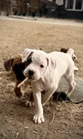 Marco, a male Boxer for sale in Castle Rock, CO – Photo 2 of 2