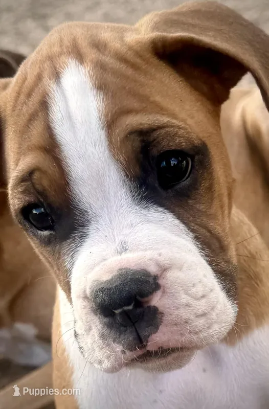 Cash – Boxer puppy for sale in Castle Rock, CO