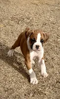 Cash, a male Boxer for sale in Castle Rock, CO – Photo 2 of 5
