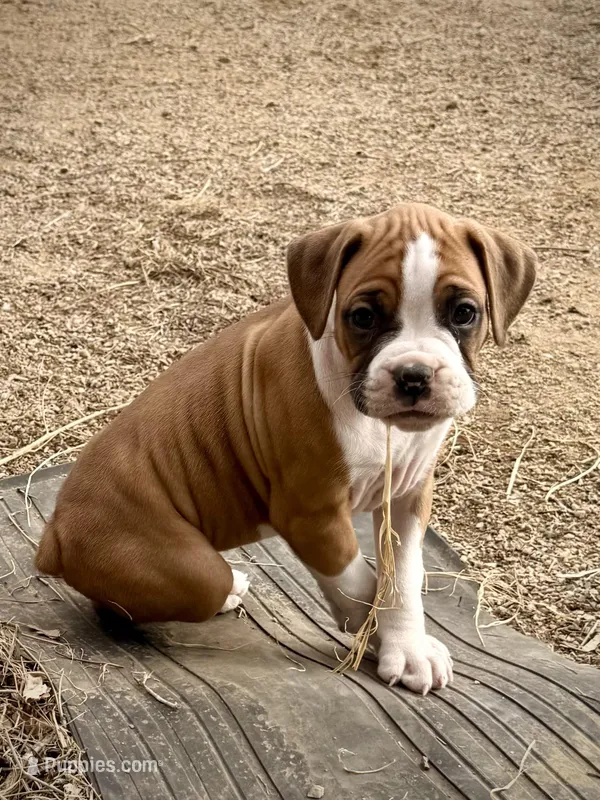 Cash – Boxer puppy for sale in Castle Rock, CO