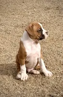 Cash, a male Boxer for sale in Castle Rock, CO – Photo 3 of 5