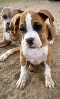 Cash, a male Boxer for sale in Castle Rock, CO – 3 of 7