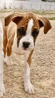Cash, a male Boxer for sale in Castle Rock, CO – 2 of 7