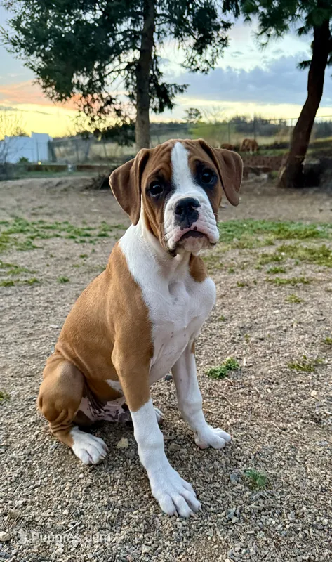 Cash – Boxer puppy for sale in Castle Rock, CO
