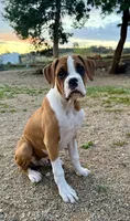 Cash, a male Boxer for sale in Castle Rock, CO – 1 of 7