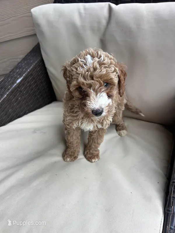 Teddy - Toy Golden – Miniature Goldendoodle puppy for sale in San Antonio, TX