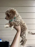 Ginger - Toy Golden, a female Poodle - Toy  and Miniature Goldendoodle for sale in San Antonio, TX – 4 of 6