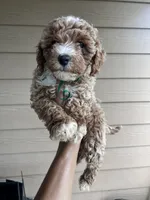 Ginger - Toy Golden, a female Poodle - Toy  and Miniature Goldendoodle for sale in San Antonio, TX – 5 of 6
