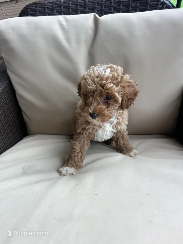 Olive - Toy Golden – Miniature Goldendoodle puppy for sale in San Antonio, TX