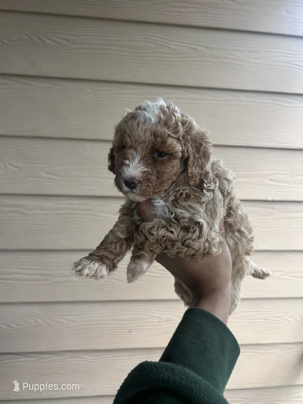 Ginger – Miniature Goldendoodle puppy for sale in San Antonio, TX