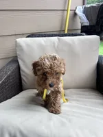 Daisy - Toy Golden, a female Miniature Goldendoodle for sale in San Antonio, TX – 5 of 6