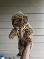 Daisy - Toy Golden, a female Miniature Goldendoodle for sale in San Antonio, TX – 3 of 6