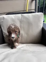 Ginger - Toy Golden, a female Poodle - Toy  and Miniature Goldendoodle for sale in San Antonio, TX – 2 of 6