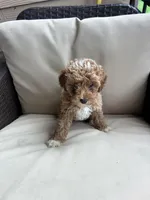 Olive - Toy Golden, a female Miniature Goldendoodle for sale in San Antonio, TX – 2 of 3