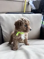 Honey - Toy Golden, a female Miniature Goldendoodle for sale in San Antonio, TX – 5 of 5