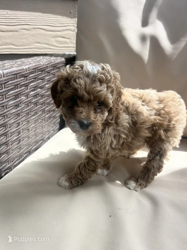Olive – Miniature Goldendoodle puppy for sale in San Antonio, TX