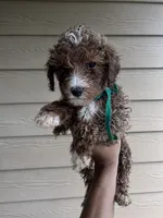 Ginger - Toy Golden, a female Poodle - Toy  and Miniature Goldendoodle for sale in San Antonio, TX – 3 of 6