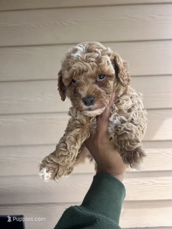 Milo – Miniature Goldendoodle puppy for sale in San Antonio, TX