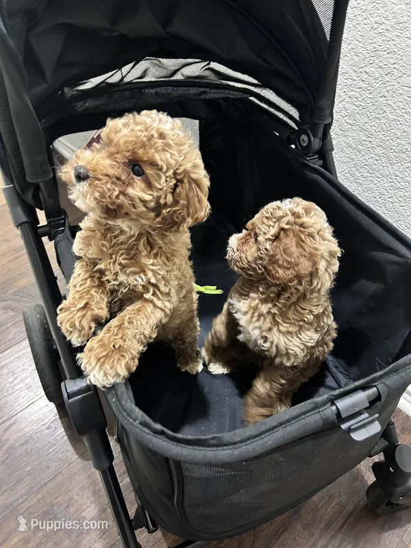 Milo - Toy Golden – Miniature Goldendoodle puppy for sale in San Antonio, TX